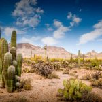 Kaktus in der Wüste